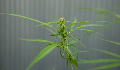 Honey bee collecting pollen from the flower of a cannabis plant.