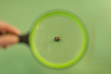 Mite under a magnifying glass on a green background.Bloodsucking dangerous insect.Tick macro green...