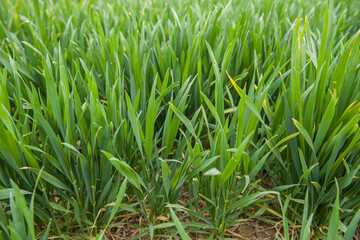 Field of young green wheat on the soil