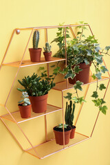 Fototapeta na wymiar Shelf with green houseplants hanging on yellow wall