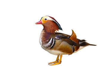 Colorful mandarin duck isolated on transparent background png file.	