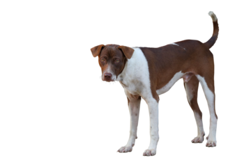 Cute of dog standing isolated on transparent background png file