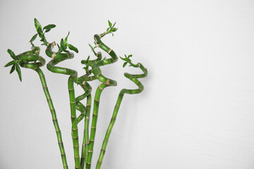 Beautiful green bamboo stems near white wall. Space for text