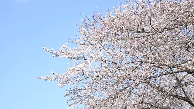 青空の下の桜