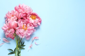 Bunch of beautiful pink peonies and petals on light turquoise background, flat lay. Space for text