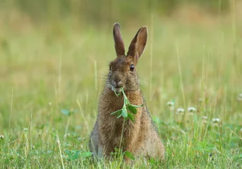 Foto op Aluminium a snowshoe hare eating clover © duaneups