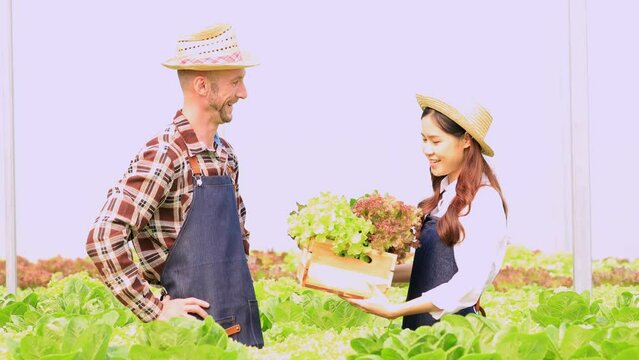 Two men and women are in a hydroponic vegetable garden, they are inspecting and harvesting vegetables to be delivered to restaurants and supermarkets. The idea of growing hydroponic vegetables.