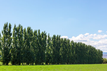 a windbreak of cottonwood trees in western Colorado