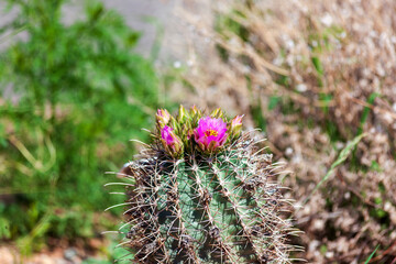 Fish hook cactus blooming