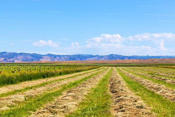Fototapeta na wymiar Rows of cut hay in a western Colorado field in summer showing linear perspective and distant blue mountains on the horizon