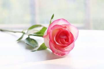 Lovely Pink Rose in Bloom