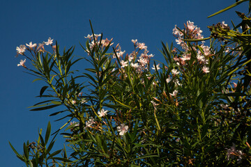 Nerium oleander, ornamental and landscaping plant.