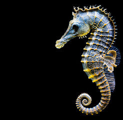 Generative AI, Mystical Seahorse Close-Up on Black Background. Blue and Yellow Fantasy Underwater Creature in Exotic Marine World.