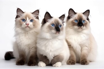 Fototapeta na wymiar group of kittens