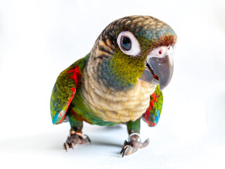 Crimson bellied conure parrot in the white background