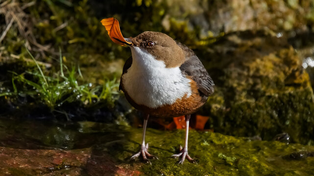 Wasseramsel / wildlife / water ouzel / Cinclus cinclus