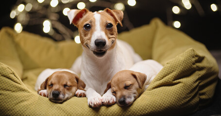 Cute jack russell dog lying laying with her little puppies which are sleeping tightly with atmospheric lights on background. Three funny dog