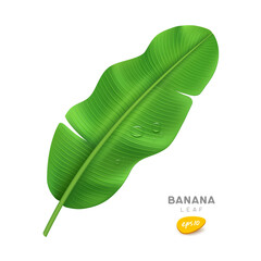 Banana leaf and water drop, realistic design on white background, Eps 10 vector illustration
