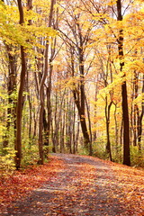 Autumn landscape with yellow leaves. Pathway in a forest in autumn. Peaceful landscape with trees in september or october.  Walkway in autumn.