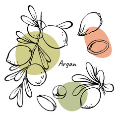 Argan nuts branch leaves seed hand drawn vector design elements collection with abstract color spots