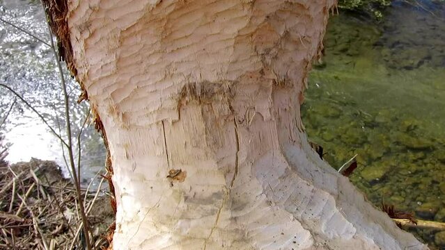 Trees damaged by beaver when making the dam