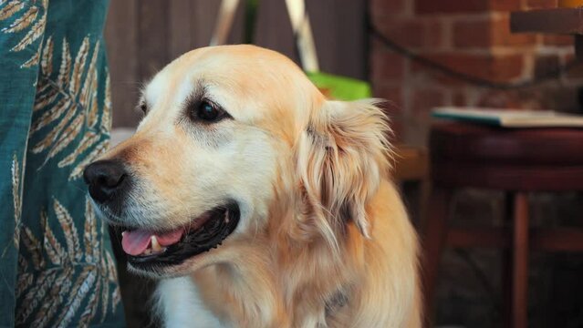 Golden Retriever wagging it's tail as it looks from right to left. In 4K.