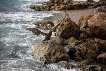 Brown Pelican on a rock at the edge of a beach on the island of Curacao in the Netherlands Antilles