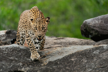 leopard on the rock