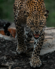 Angry face leopard