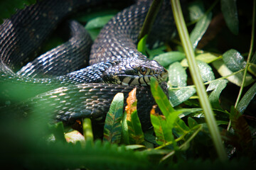 Obraz premium snake in the grass