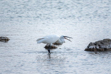 The small white heron or Little egret stands in the lake with fish in its beak.