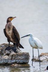 Small white heron, or Little egret, Egretta garzetta, and Great cormorant, Phalacrocorax carbo, sitting on a cliff and looking for fish in shallow water