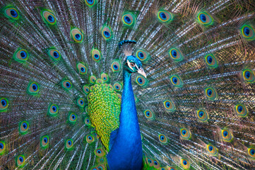 Obraz premium peacock with feathers