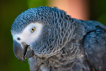 Obraz premium close up of a parrot