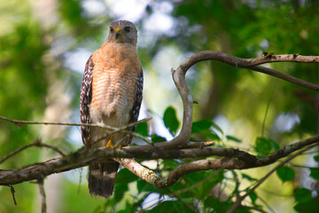 red Shoulders hawk