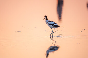 Water bird pied avocet, Recurvirostra avosetta, standing in the water in pink sunset light. The...