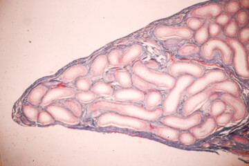 Anatomy and Histological Epididymis and Testis human cells under microscope.