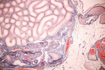 Anatomy and Histological Epididymis and Testis human cells under microscope.