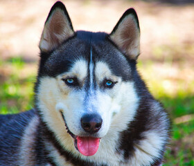siberian husky dog