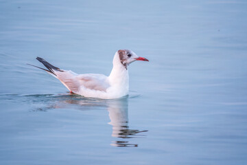 Fototapeta na wymiar One Seagull, The European herring gull, swims on the calm lake shore in sunset