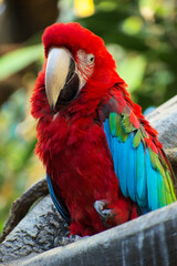 red and blue macaw