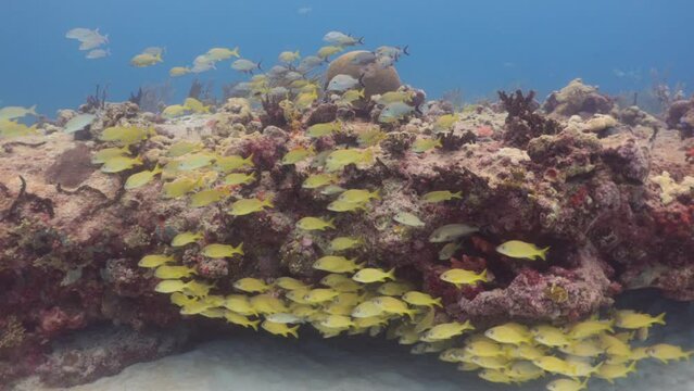 cardumen de peces roncos amarillos (haemulon flavolineatum) en el arrecife de coral del caribe