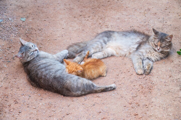 Mother cat resting on a concrete floor and nursing her ginger kitten. Ginger kitten drink milk from their gray mother cat lying on the ground, otdoors.