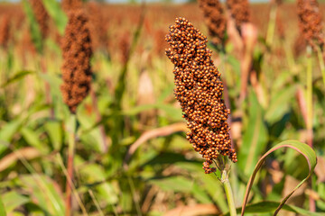 Millet or Sorghum an important cereal crop in field - 584523318