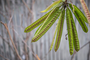 Close up green leaf of White Popinac tree in nature garden