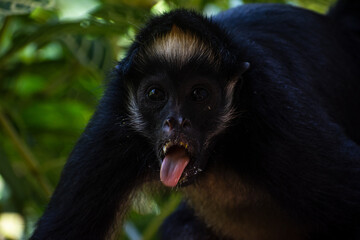 Mono araña sacando la lengua