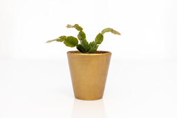 Schlumbergera Thanksgiving cactus on white background. selective focus