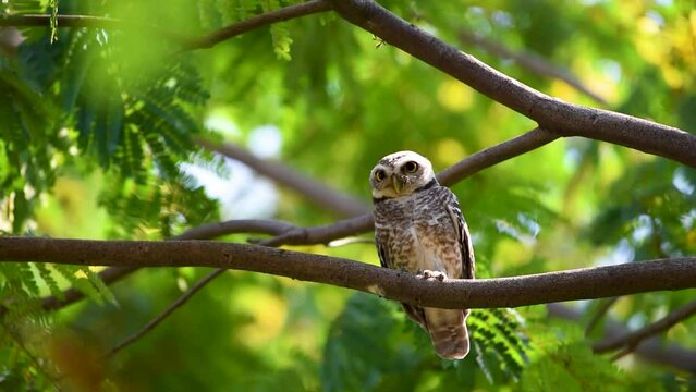 Beautiful owl perching still on tree branch by the little wind in the morning light at thailand, Selective focus.