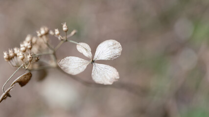 山の中にあった枯れた白い紫陽花の花