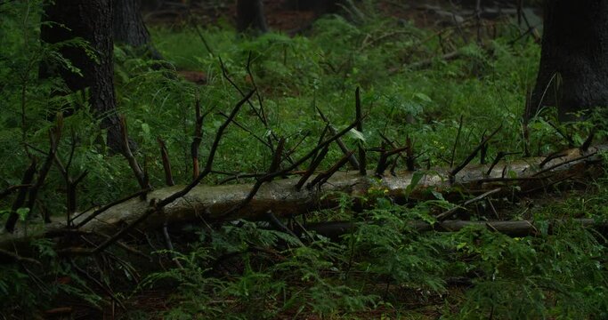Forest in rain storm - 3